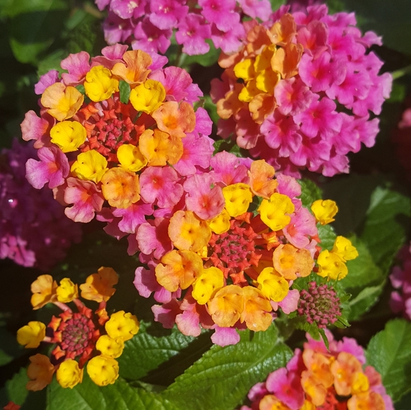 Meet your Posher🍄🐾☘️ - Picture 1 of 12